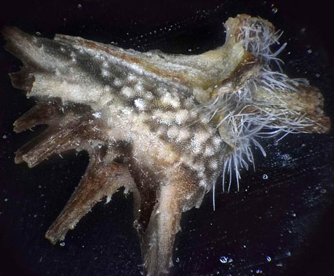 5x epi-darkfield burr